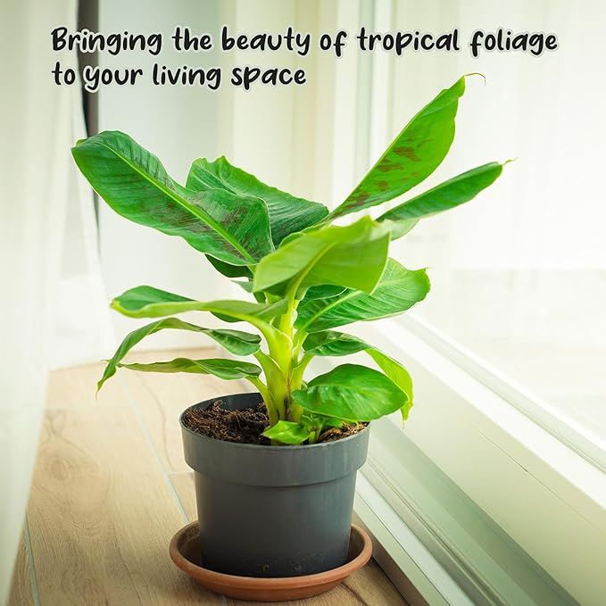 Banana Tree Potting Soil Mix (12 Quarts), Hand Blended Mixture for Banana Plants