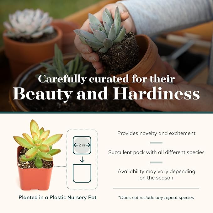 Shop Succulents Unique Succulent Plant Pack Collection - Live Mini Succulent Plants, Low Maintenance, Exceptional Colors & Textures - Wedding and Party Favors, Gift & Garden, Pack of 6