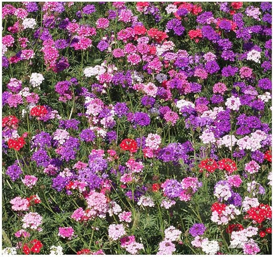 Marde Ross & Company Moss Verbena - Ground Cover - Mixed Colors for Zones 6-10 - 3300 Seeds