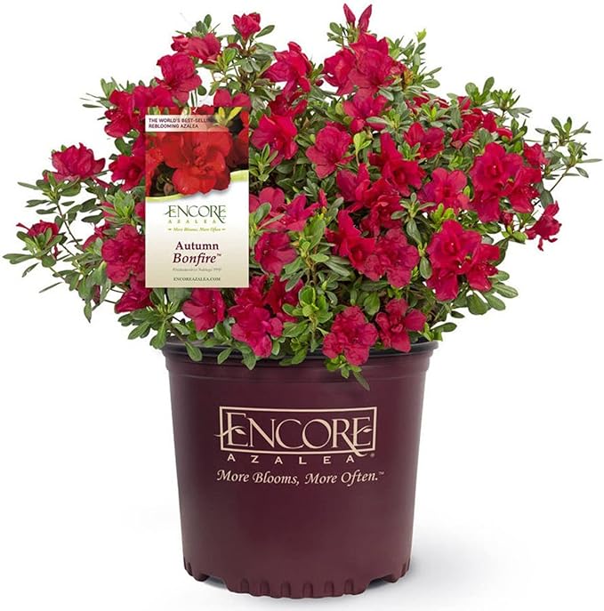 Live Autumn Bonfire Encore Azalea 3 Gal. | Hardy Flowering Shrub for Outdoor Garden | Colorful Flowers can be Potted or Used as Ground Cover