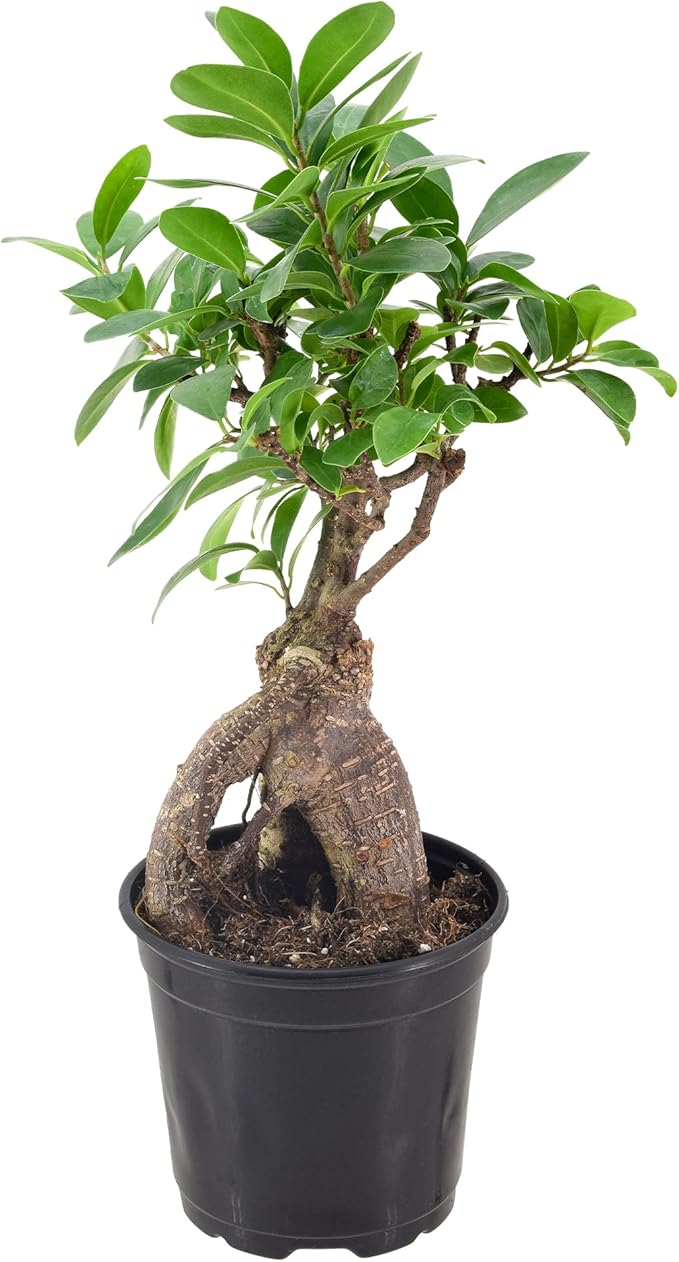 Arcadia Garden Products LV61 Ginseng Ficus Live Indoor Bonsai Plant in 4 in. Plastic Grower Pot, Green, **Sold by Amazon and Arcadia Garden Products**