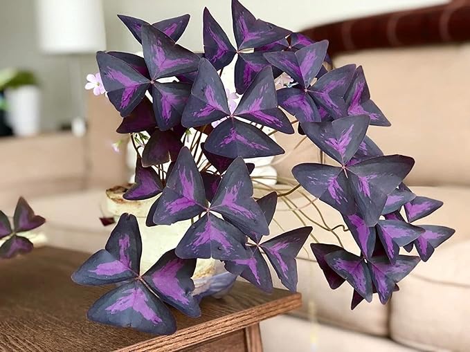 Oxalis Triangularis Bulbs - Purple Shamrock Bulbs - Good Luck Plant - Fast Growing Year Round Color Indoors or Outdoors - Oxalis Shamrock Bulbs - (100 Bulbs)