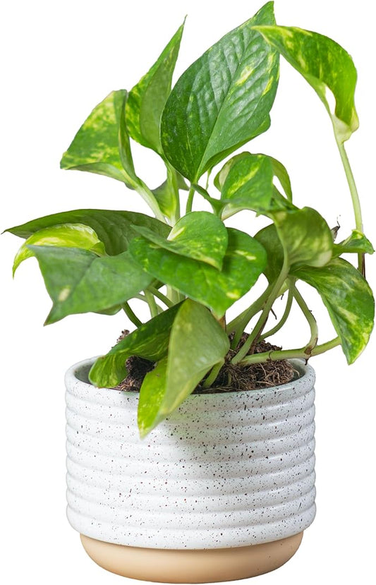 Costa Farms Live Pothos Plant, Easy Care Vining Live Indoor Houseplant, Air Purifying Trailing Plant Potted in Premium Decor Pot, Potting Soil, Gift for Office and Home Decor, 8-Inches Tall