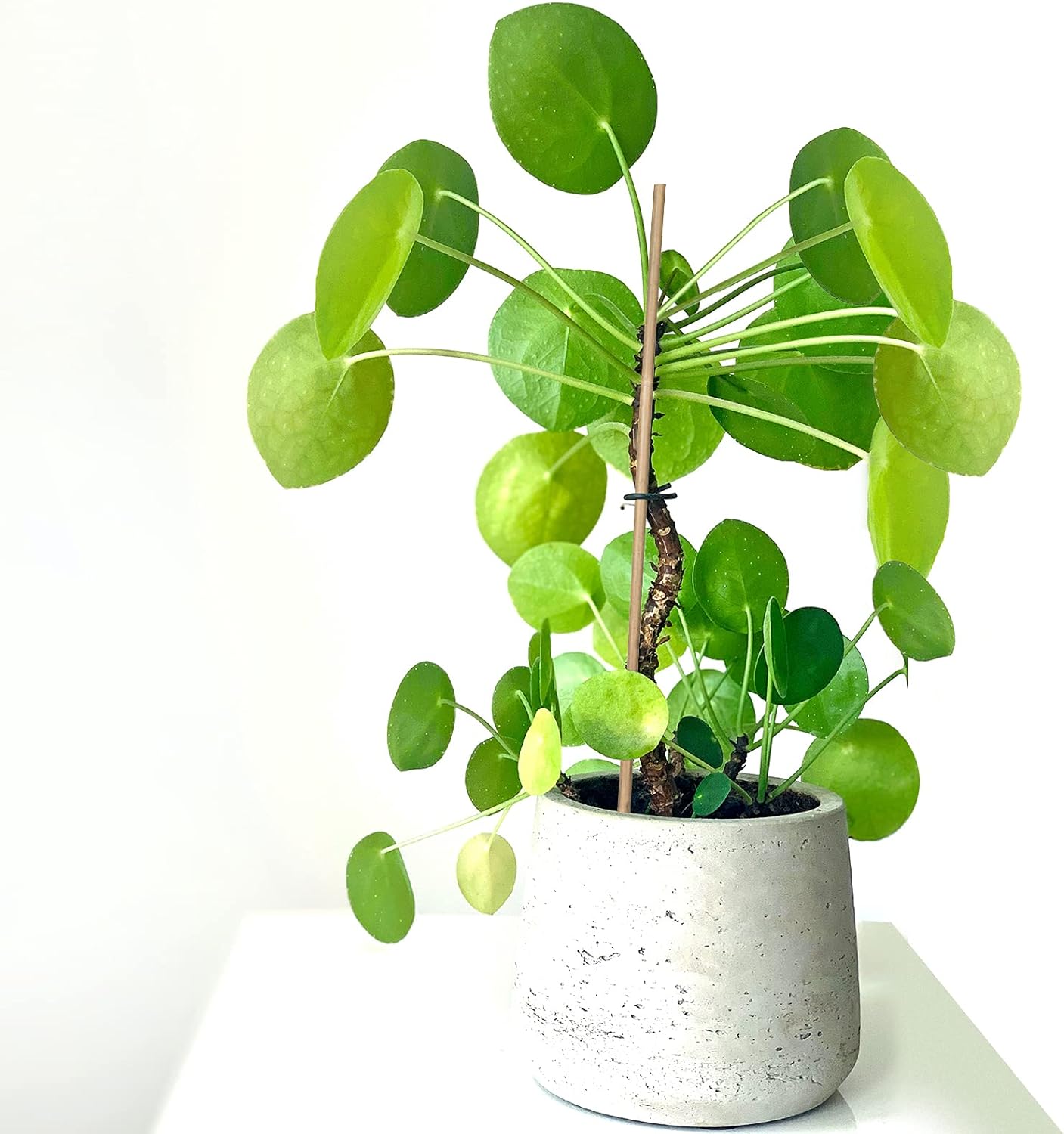 Plant Stakes Natural Garden Bamboo Sticks for Indoor and Outdoor, 20pcs for Tomatoes, Beans, Potted Plants - 18 inches