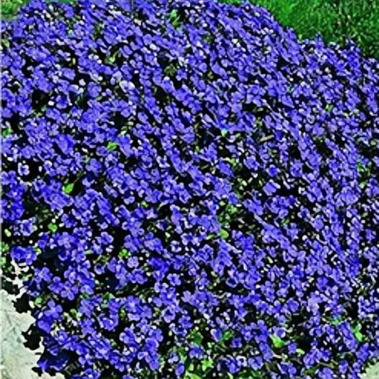 10000 Creeping Thyme Seeds for Planting Perennial Blue Thyme Ground Cover Plants Heirloom Flowers Non-GMO Thymus Serpyllum Seed High Germination Rate