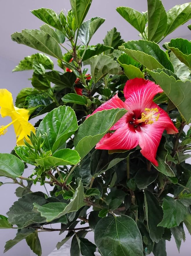Braided Hibiscus Tree - Mixed (3 to 4 Flower Colors) - Overall Height 36" to 42" - Tropical Plants of Florida