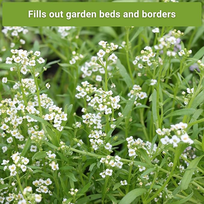 Sow Right Seeds - Sweet Alyssum Flower Seed Collection for Planting - Royal Carpet & Carpet of Snow - Non-GMO Heirloom Packet with Instructions to Plant in Home Garden - Groundcover with Tiny Blooms