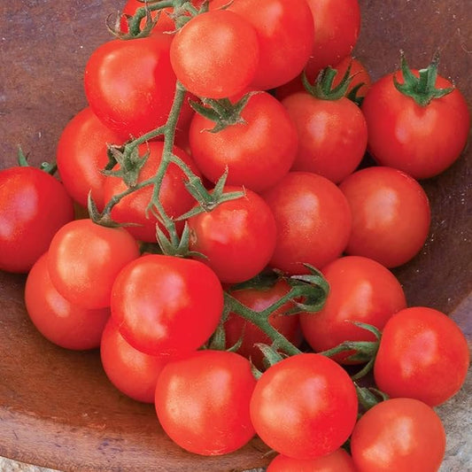 Burpee 'Sweetie' Organic, Heirloom Red Cherry Tomato, 125 Non-GMO Seeds