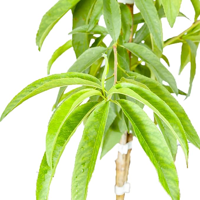 PERFECT PLANTS Flordacrest Peach Tree Live Plant, Produces Fruit, 4-5ft, Green