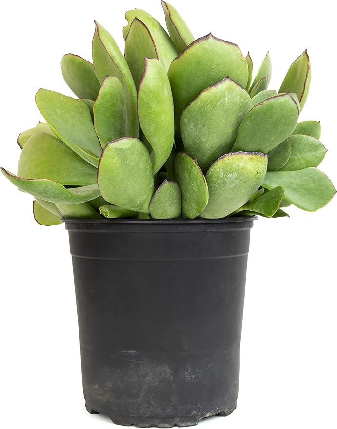 Succulents Plants Live Indoor Plants, Cotyledon Mint Truffles Live Houseplants, Live Succulents Live Plants Indoor Succulent Plants, Indoor Plant Real Succulents Plants House Plants by Plants for Pets