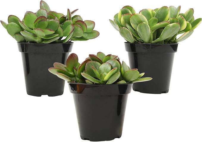 Altman Plants Classic Jade Plant Pack (3PK) Easy Plants, Variegated 'Mosaic' Jade Plants, Lemon Lime Succulent Plants, Live Succulents, Live Plants & Live House Plants in 3.5" Pots with Succulent Soil