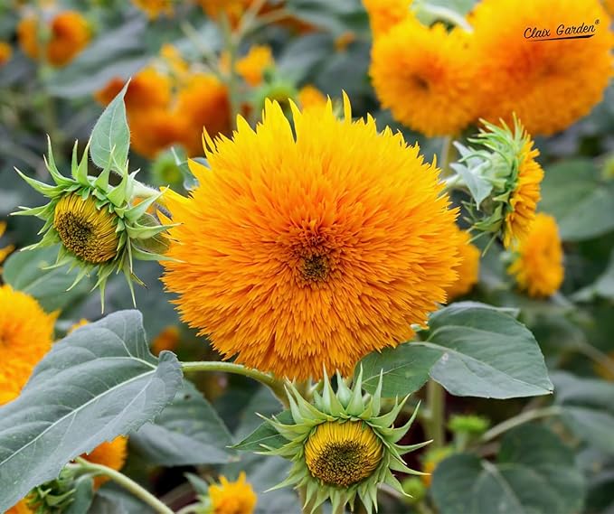 Sunflower Seeds - Teddy Bear - 50 Seeds - Heirloom, Non-GMO, USA Grown, Excellent for Pollinators, Annual, Deer Resistant - Sunflower Seeds for Any Home Garden