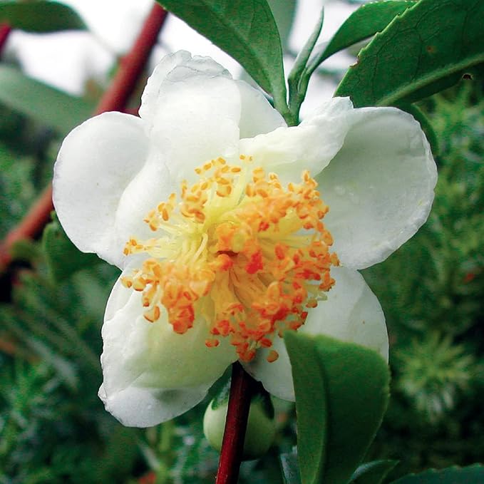 CHUXAY GARDEN Camellia Sinensis-Tea Plant,Tea Shrub,Tea Tree 5 Seeds Evergreen Flowering Plant Drinking Tea Gardening Fast Growing & Maintain