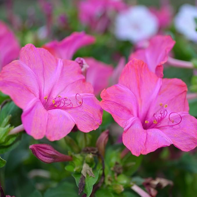 Outsidepride 1 lb. Perennial Mirabilis Jalapa Four O' Clock Pink Flower Seeds for Planting