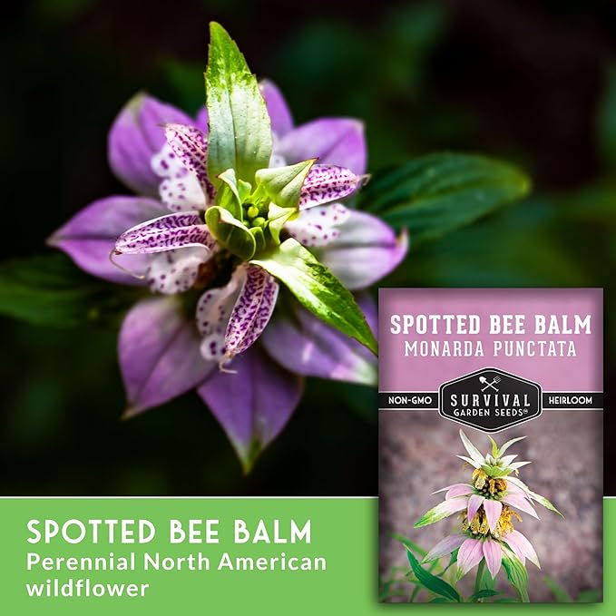 Survival Garden Seeds - Spotted Bee Balm Seed for Planting - 3 Packs with Instructions to Plant & Grow Monarda Punctata Your Home Herb Garden - Dotted Mint Wildflower Non-GMO Heirloom Variety