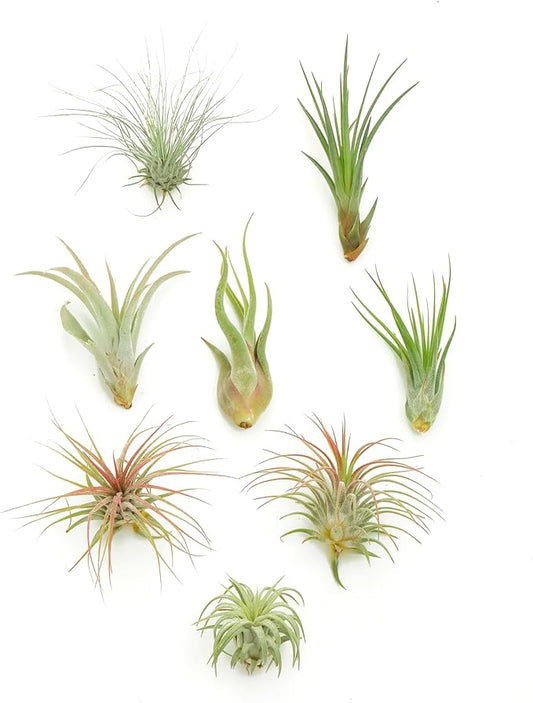 Shop Succulents | Assorted Collection of Live Air Plants, Hand Selected Variety Pack of Air Succulents | Collection of 8