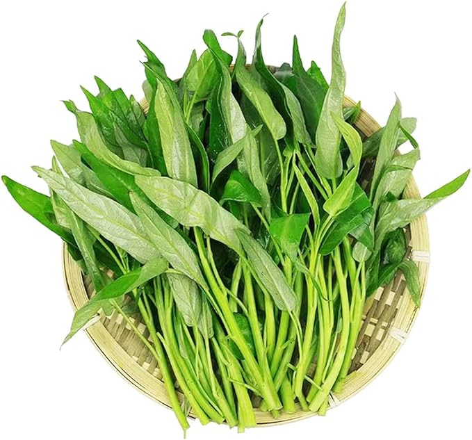 1200+ Kong Xin CAI Vegetable Seeds Water Spinach Kangkong Delicious Vegetable Seeds for Green Leaf Planting Garden Non-GMO Choy Ong Seed