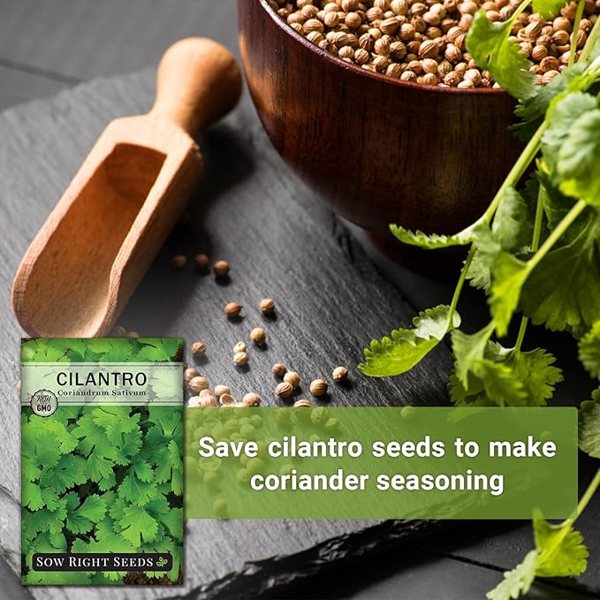 Sow Right Seeds - Cilantro Seeds for Planting - Non-GMO Heirloom Packet with Instructions to Grow a Kitchen Herb Garden - Great Addition to Your Cooking - Make Coriander Seasoning - Zesty Herb (1)