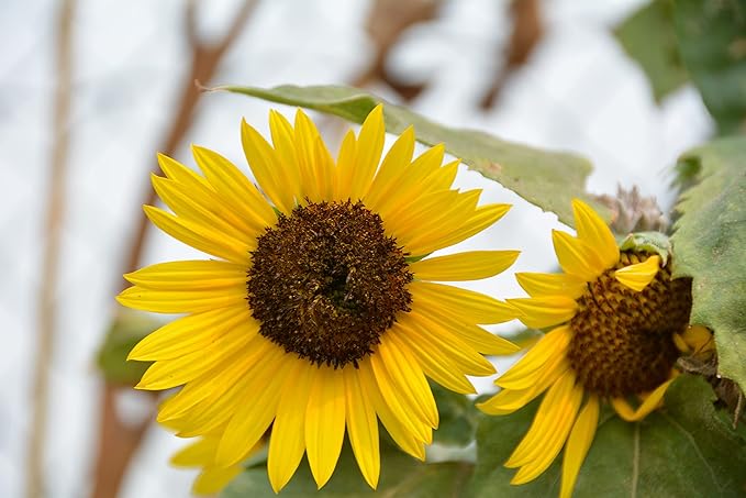 Premium Worm Castings Plant Food - Natural Soil Builder for Gardens, Houseplants, Flower Beds and Lawns. (7lb Bag)