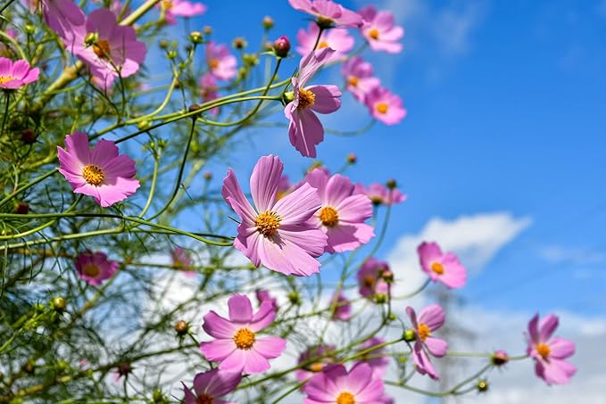 Set of Flower Seed Packets! Flower Seeds in Bulk - Great for Creating The Garden of Your Dreams! (50, Cosmos - Early Sensation)