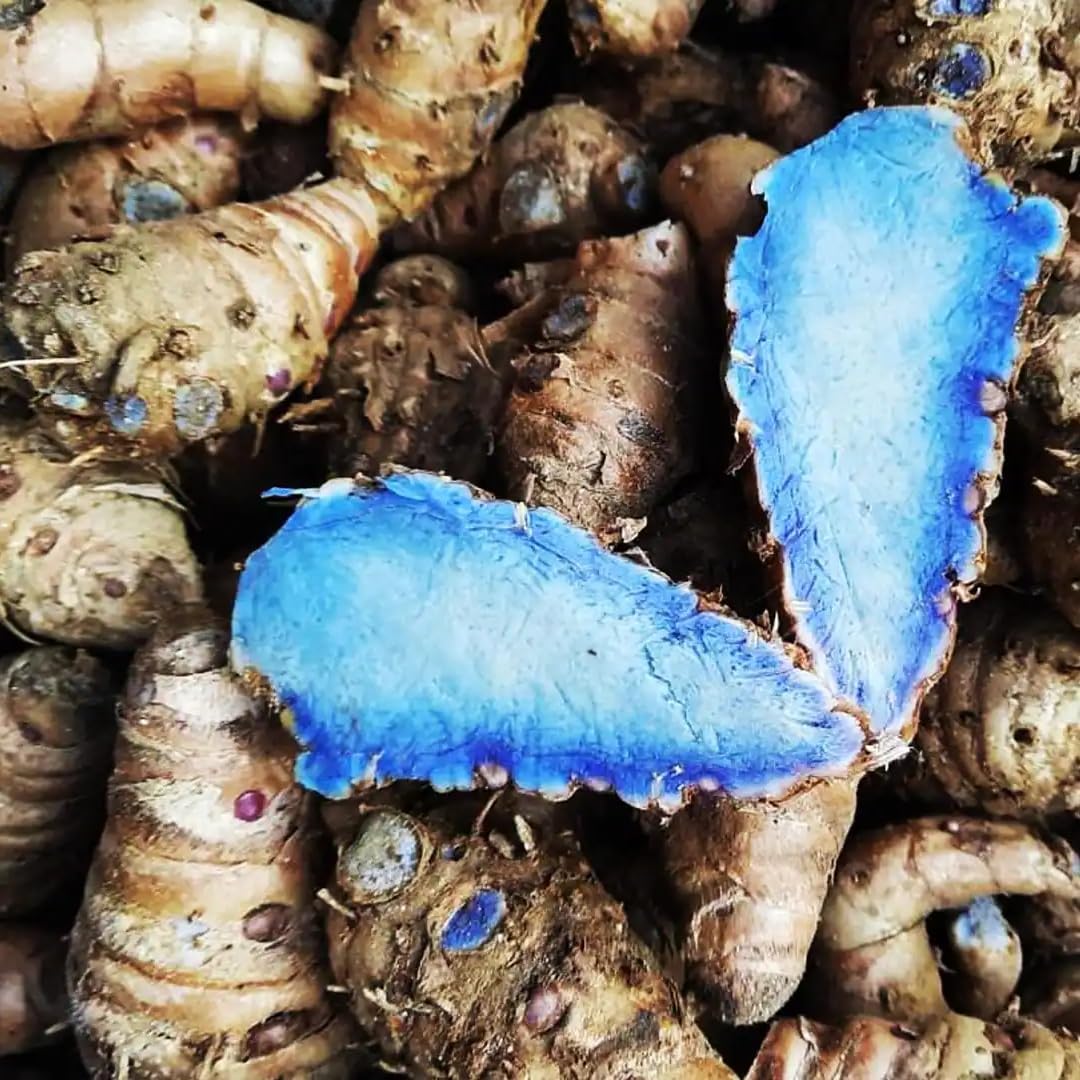 Premium Live Black Turmeric (Curcuma caesia) Plants - Rare Herbal Medicinal Plant, Perfect for Home Gardens (4 Black Turmeric Bags)