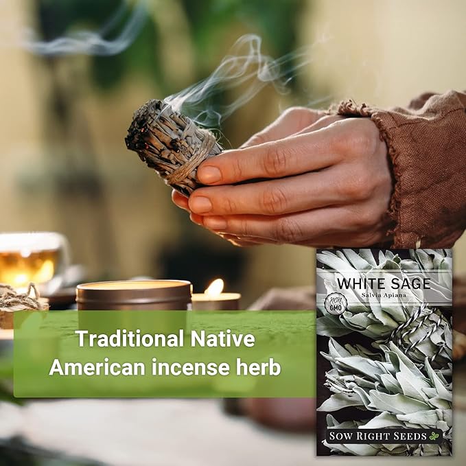 Sow Right Seeds - White Sage Seed for Planting - Non-GMO Heirloom Packet with Instructions for Planting and Growing a Home Herb Garden - Indoors or Outdoors - Make Your Own Herbal Incense (3)