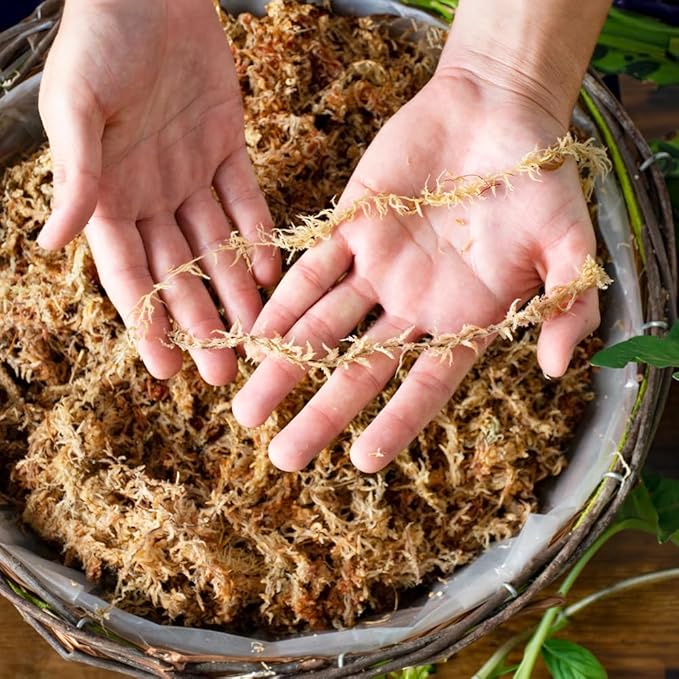 SuperMoss (22325) Orchid Sphagnum Moss Dried, Natural, 1 Pound Mini Bale