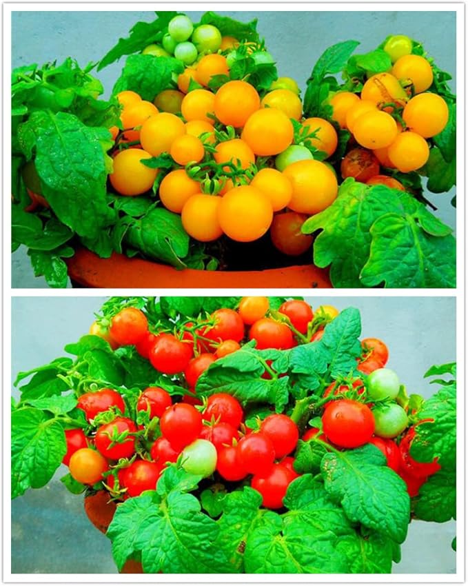 100 Seeds Indoor Cherry Tomato Dwarf Red and Yellow Tomato Rare Vegetable Heirloom Seeds
