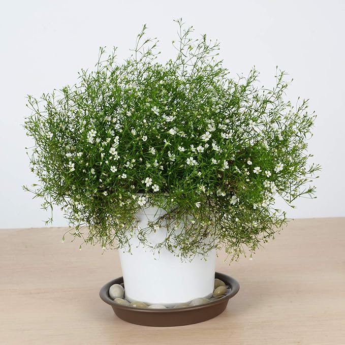 TITE Plant Saucer 10 inch, Heavy Large Planter Durable Thicker Plastic Plant Trays for Indoors and Outdoor, Plant Saucer Drip Trays,Brown(10" - 3 Pack)