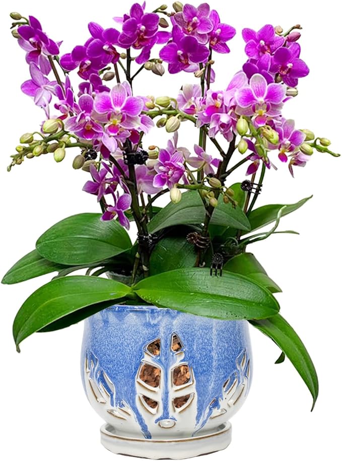 W&W Orchid Pot with Holes and Saucer for Repotting and Better Grow, Blue and White, 6.5 Inches