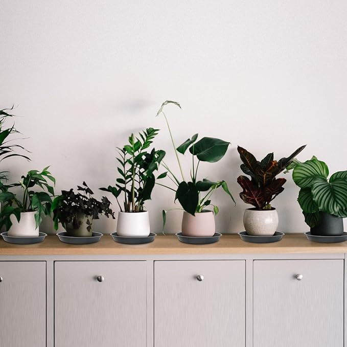 6 Pack Plant Saucer 4 6 8 10 12 14 16 18 20 22 Inch Plastic Plant Tray, Sturdy and Durable Flower Pot Container Accessories Plant Pot Saucers for Indoor and Outdoor (4 Inch, Gray)