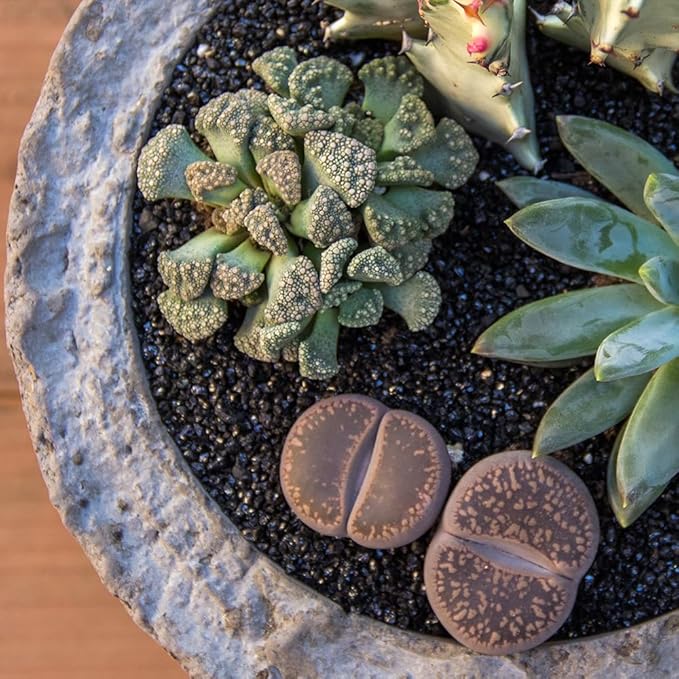 Altman Plants XL Giant Living Stones Succulents (8PK) Lithops Live Plants & Real Succulents, Pet Safe Plants & Live Succulent Plants, Pet Friendly Plants, Live Plants in 2.5" Pots with Succulent Soil