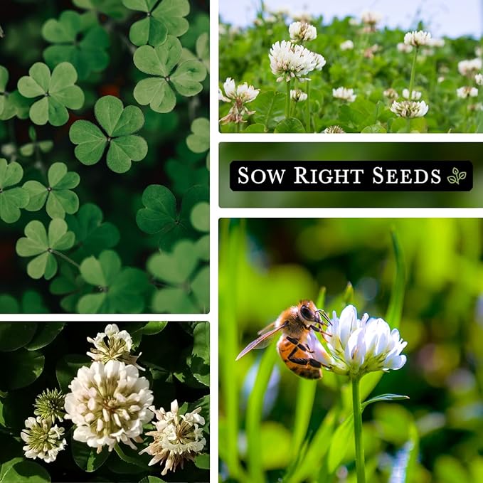 Sow Right Seeds - White Dutch Clover Seed for Planting - Cover Crops to Plant in Your Home Garden - Nitrogen Fixer - Suppress Weeds - Attracts Pollinators - Non-GMO Heirloom Seeds - Gardening Gift (1)