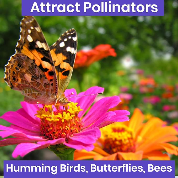 NatureZ Edge Zinnia Seeds for Planting Outdoors, Flower Seeds, Bulk Semillas De Flores para Sembrar, Pumila Mix 10 g