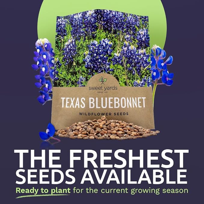 Texas Bluebonnet Wildflower Seeds - Bulk 1/2 Ounce Packet - Over 500 Native Seeds - Texas State Flower!