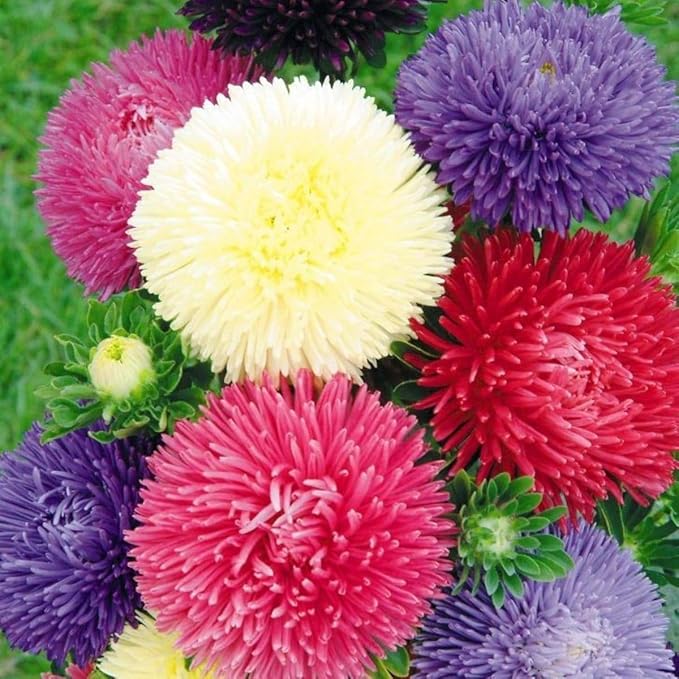 Peony Aster Mix About 100 Seeds for Planting Non-GMO Pack with Growing Instructions Flower Garden