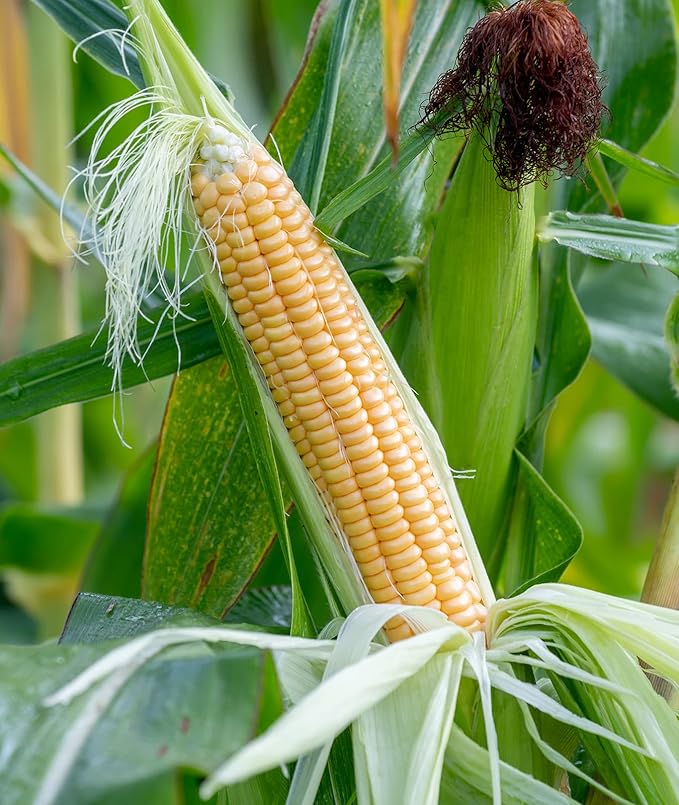 Burpee Golden Bantam Sweet Corn Seeds 200 seeds