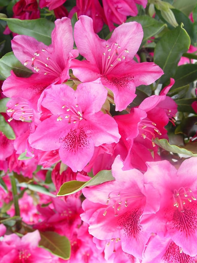 Rhododendron cat. 'Nova Zembla' (Rhododendron) Evergreen, red flowers, #2 - Size Container