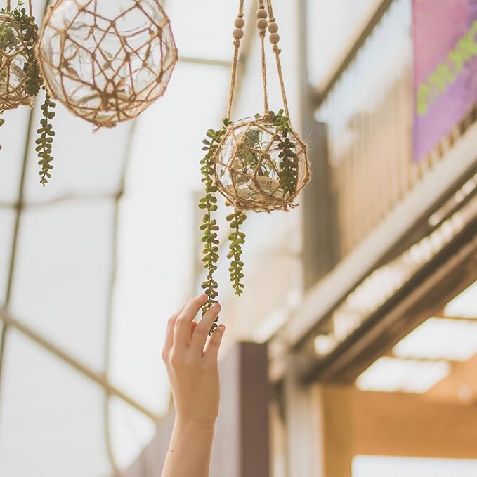 Shop Succulents | String of Succulents Collection | Burrito Sedum/Donkey Tail Live Outdoor/Indoor Hanging Succulent Plant | Fully Rooted in Soil