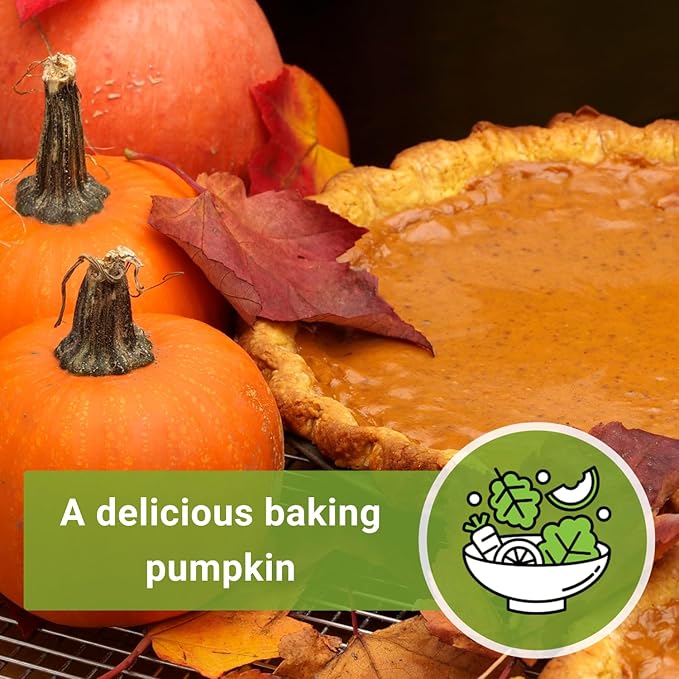 Sow Right Seeds - Small Sugar Pumpkin Seed for Planting - Non-GMO Heirloom Packet with Instructions to Plant a Home Vegetable Garden - Mini Orange Sugar Variety on Long Vines - Fast Growing (3)