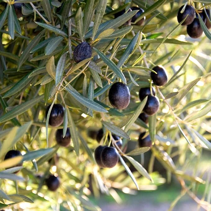 PERFECT PLANTS Arbequina Olive Live Plant, 3-4ft, Includes Care Guide