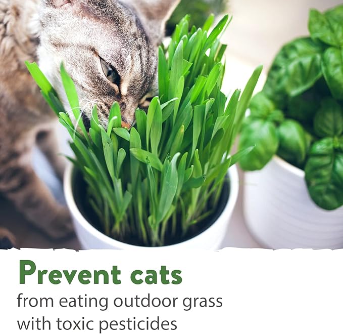 1 Pound Cat Grass Seeds for Cat & Kittens - 100% 𝗡𝗢𝗡-𝗚𝗠𝗢 𝗨𝗦𝗔, Heirloom | Grow Fresh Kitty Grass for Chewing | Pet Grass for Cats Indoor Garden | Wheatgrass Seeds for Pets | Healthy Cat Greens