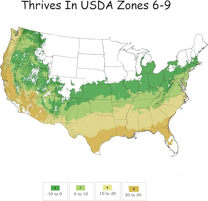 Southern Living Miss Lemon Abelia, 2 Gal, Yellow