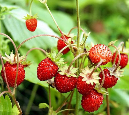 Seeds Fruit Alpine Strawberry Four Seasons Red Everbearing Non GMO for Planting - 100 Seeds