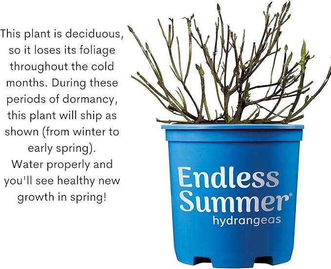 Endless Summer Bloomstruck Hydrangea, 2 gal. Pink and Purple Blooms