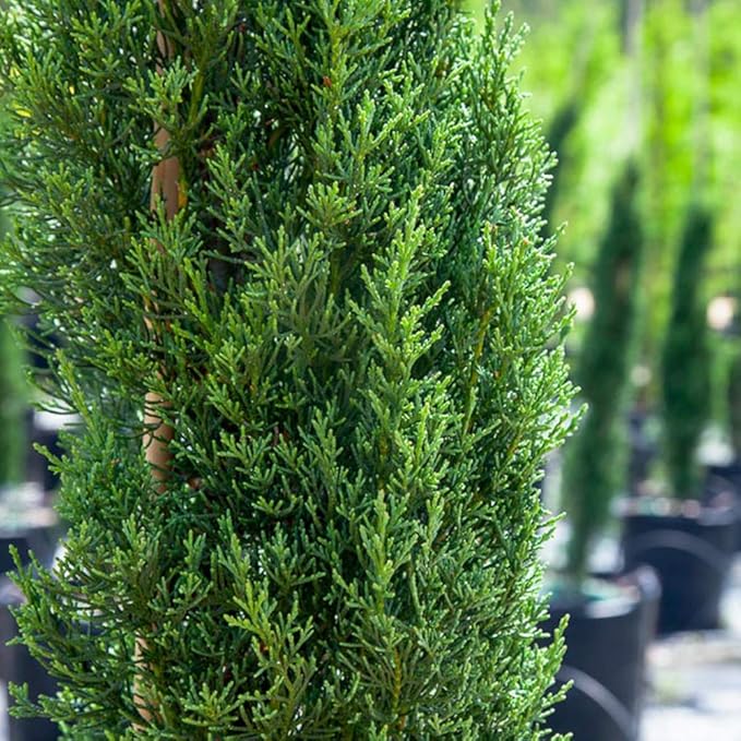 PERFECT PLANTS Italian Cypress Live Plant, 2-3', Includes Care Guide