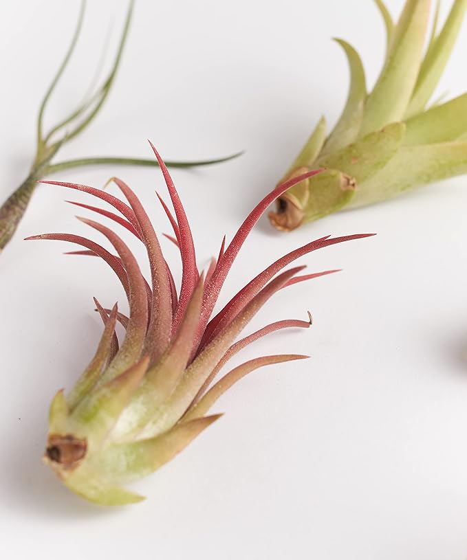 Shop Succulents Bromeliad Collection Hand Selected Variety of Tillandsia Ionantha, Purifying Live Indoor Air Plants