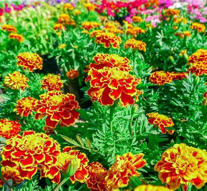 French Marigold Seeds for Planting - Plant & Grow Heirloom French Marigolds in Home Outdoor Garden – Planting Instructions for Vibrant Rare Blooms – Great Gardening Gift, 2 Packets, Orange, Red