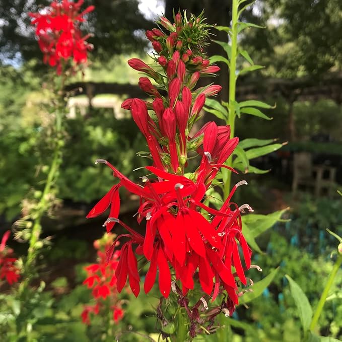 200+Perennial Red Cardinal Flower Seeds for Planting Outdoors-Wild Cardinal Flower Attracts Bees&Butterflies Fragrant Butterfly