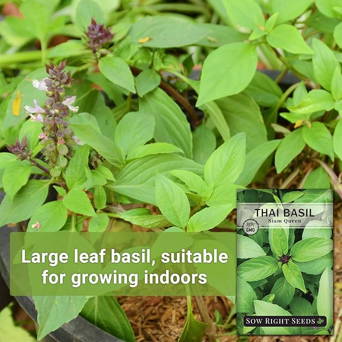 Sow Right Seeds - Sweet Large Leaf Thai Basil Seed for Planting - Non-GMO Heirloom Packet with Instructions to Plant a Kitchen Herb Garden - Indoors or Outdoor - Great for Hydroponic Growing (4)